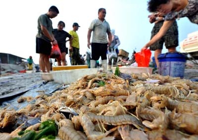 青島開海季對蝦論只賣:貨真價實(shí)的海捕大蝦8元一只受熱捧