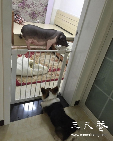 170斤寵物豬 生活照