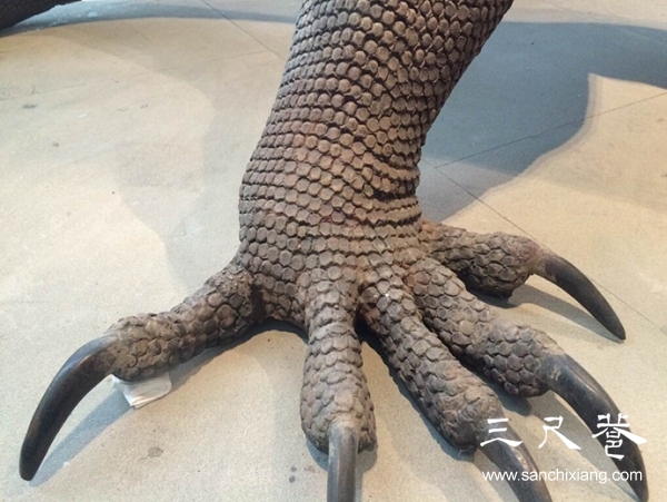 “科莫多巨蜥”被扯斷的腳趾已修復好